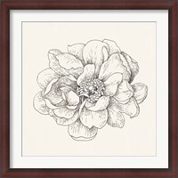 Framed Pen and Ink Florals IV