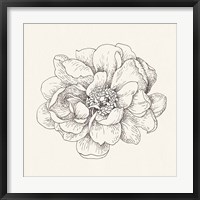 Pen and Ink Florals IV Framed Print