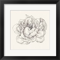 Framed Pen and Ink Florals V