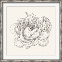 Framed Pen and Ink Florals V