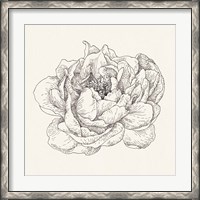 Framed Pen and Ink Florals V