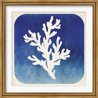 Framed Watermark Coral