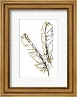 Framed Gilded Red Tailed Hawk Feather