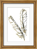 Framed Gilded Red Tailed Hawk Feather