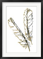 Framed Gilded Red Tailed Hawk Feather