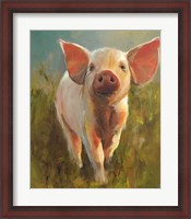 Framed Morning Pig