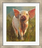 Framed Morning Pig