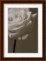 Framed Sepia Rose
