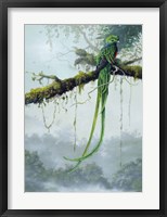 Framed Resplendent Quetzal