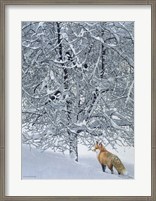 Framed Fox In Snow