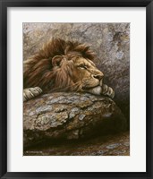 Framed Lion Male 2