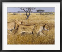 Framed Hunting Lions
