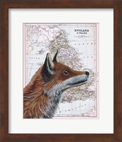 Framed British Fox