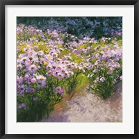 Framed Buckhorn Aster Show