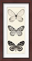 Framed Butterfly BW Panel II