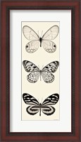 Framed Butterfly BW Panel II