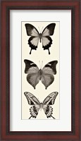 Framed Butterfly BW Panel I
