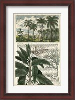 Framed Journal of the Tropics I