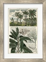 Framed Journal of the Tropics I
