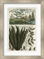 Framed Journal of the Tropics III