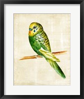 Fanciful Birds III Framed Print