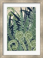 Framed Fiddlehead Waltz II