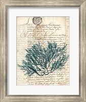 Framed Vintage Teal Seaweed I