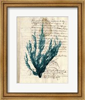 Framed Vintage Teal Seaweed II