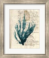 Framed Vintage Teal Seaweed II