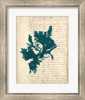 Framed Vintage Teal Seaweed IV