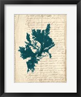 Vintage Teal Seaweed IV Framed Print