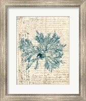 Framed Vintage Teal Seaweed VI