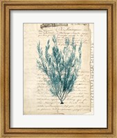 Framed Vintage Teal Seaweed VII