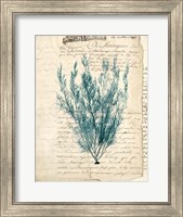 Framed Vintage Teal Seaweed VII