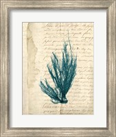 Framed Vintage Teal Seaweed IX