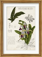 Framed Orchid Field Notes I