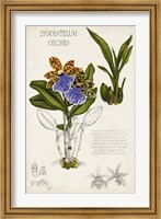 Framed Orchid Field Notes II