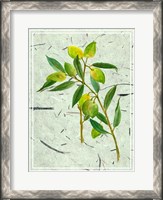 Framed Olives on Textured Paper I