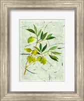 Framed Olives on Textured Paper II