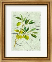 Framed Olives on Textured Paper II