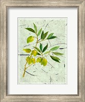 Framed Olives on Textured Paper II