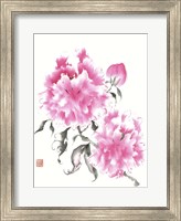 Framed Peonie Blossoms I