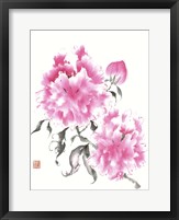 Framed Peonie Blossoms I