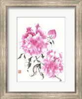 Framed Peonie Blossoms I