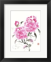 Framed Peonie Blossoms II