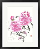 Framed Peonie Blossoms II