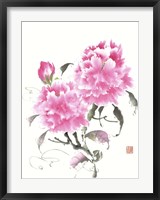 Framed Peonie Blossoms II