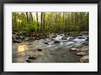 Framed Morning Sunshine I