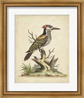 Framed Edwards Woodpecker