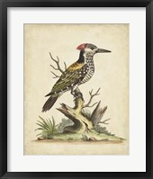 Framed Edwards Woodpecker